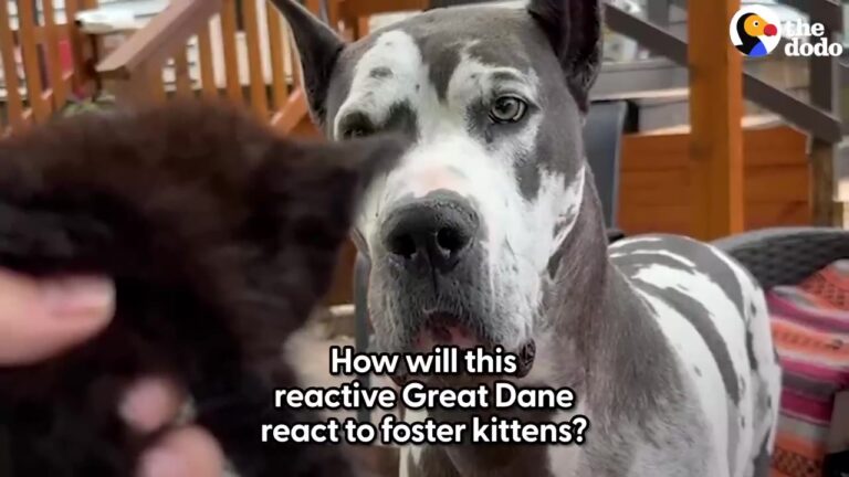 Kansas Woman Introduces Orphaned Kittens To Her Reactive Great Dane And Notices Something Strange When They Squeak