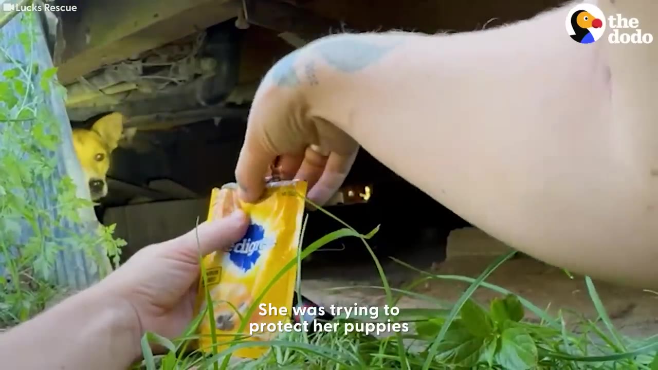 A tan dog peeks out warily from underneath a dark structure while a person's hands open a yellow food pouch in the foreground.