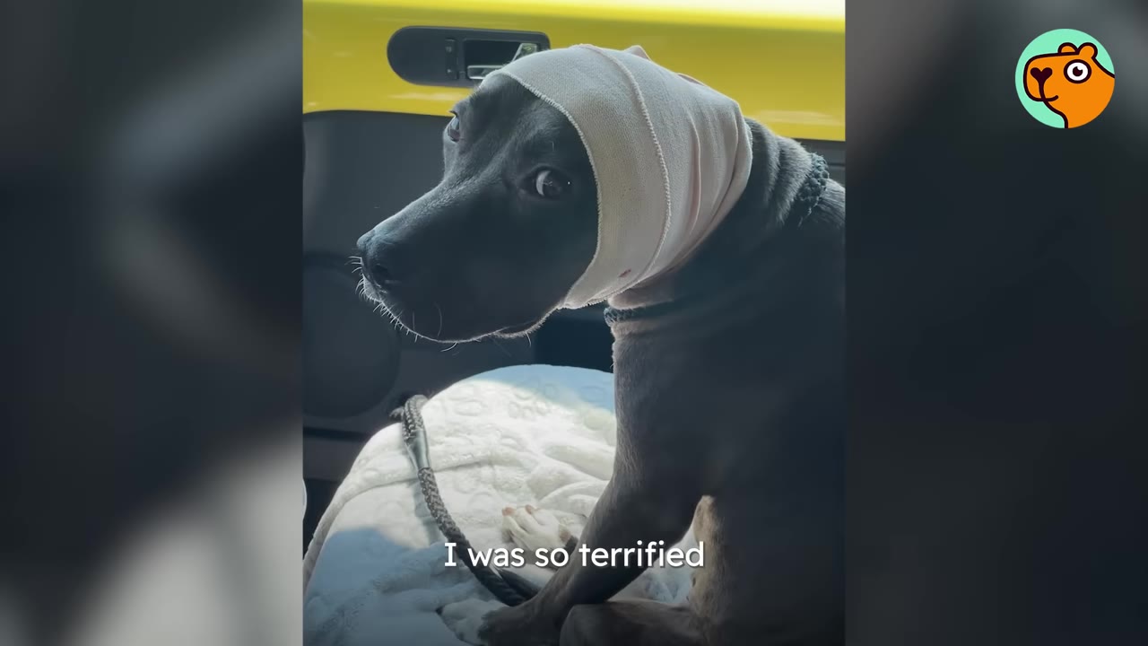 A pit bull mix dog with a bandage wrapped around its head sitting in a car and looking back with wide, cautious eyes.