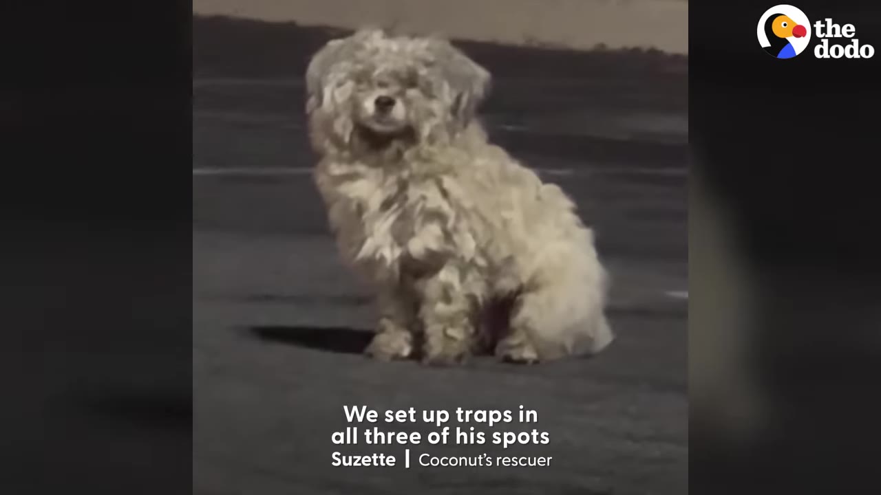 A close-up view of a small, fluffy, scruffy dog with matted fur sitting alone outdoors on asphalt.