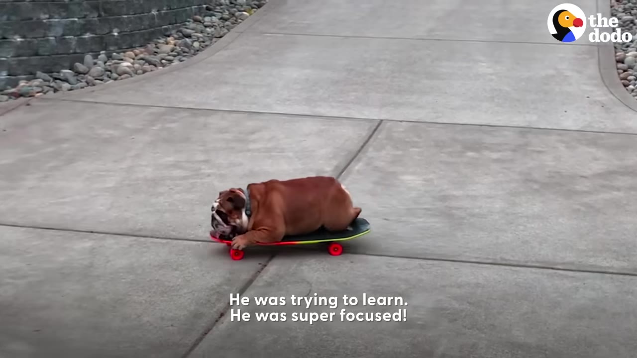 An English bulldog lies flat on a skateboard riding down a paved concrete driveway.