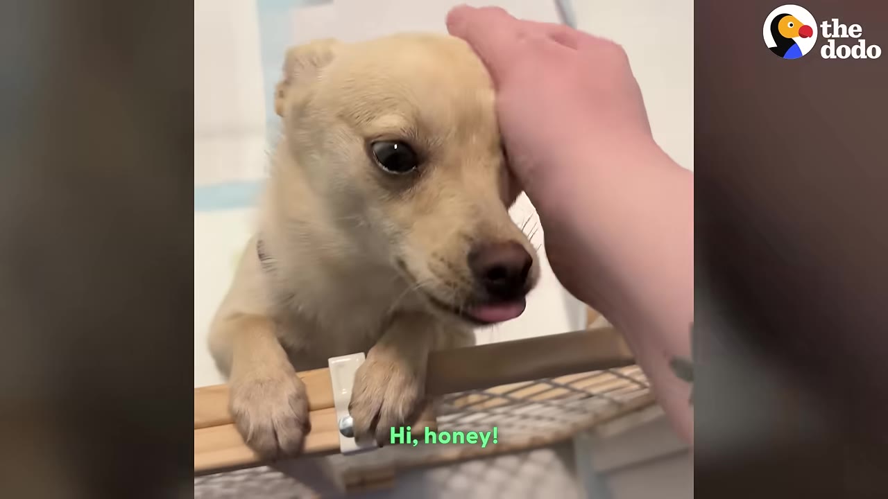 A small, light-brown dog with wide eyes looks slightly anxious behind a wooden gate as a hand gently pets its head.