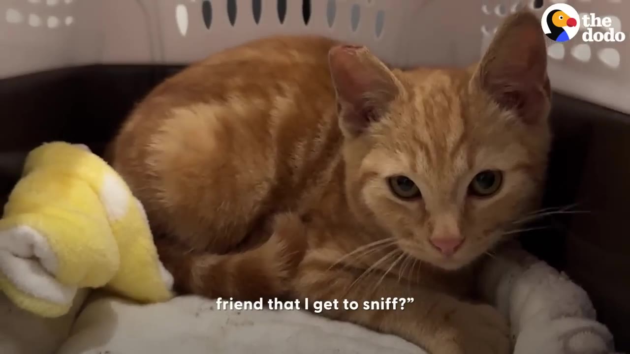 A close-up shot of a small orange tabby kitten sitting inside a pet carrier next to a yellow blanket.