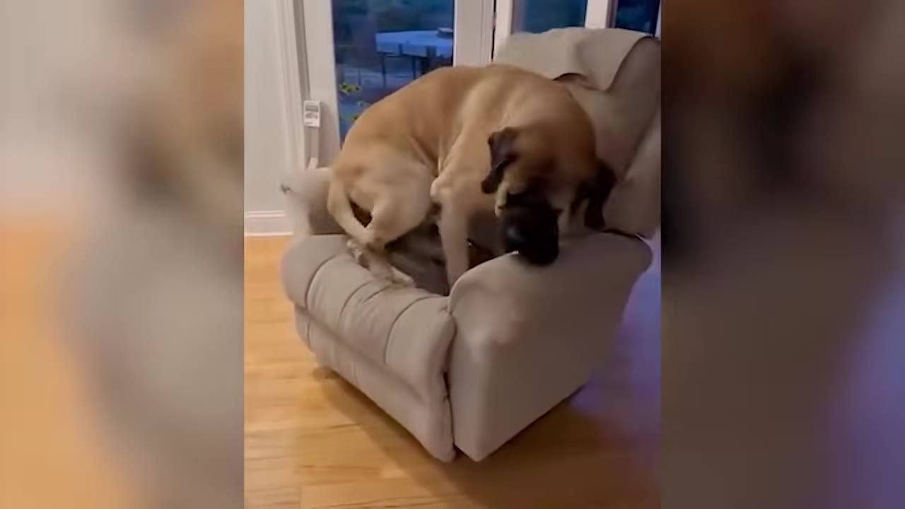 A large English Mastiff attempting to sit inside a light gray recliner chair indoors.