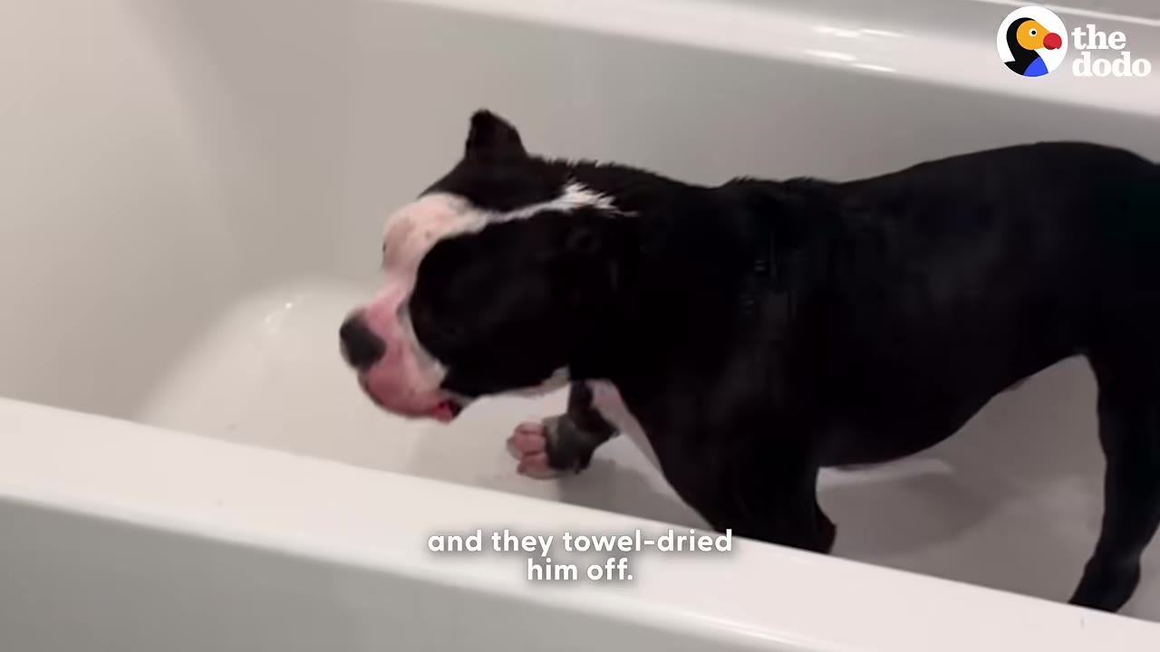 A black and white dog stands inside a white bathtub.
