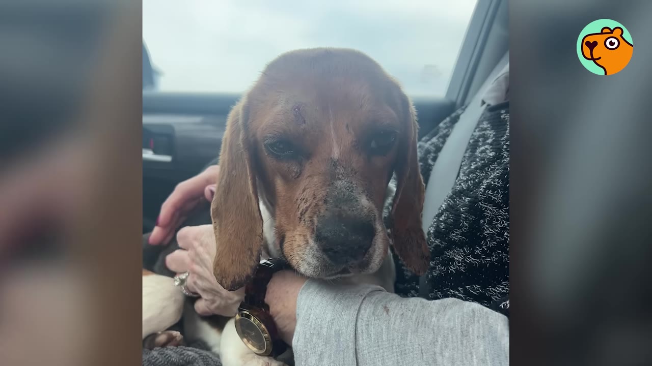 A beagle dog with a visible wound on her head being gently held inside a car.