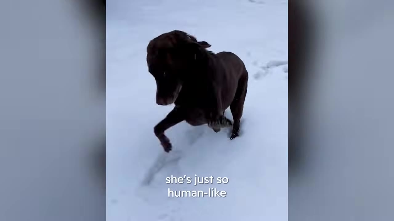 A dark brown chocolate Labrador walking outside in deep white snow.