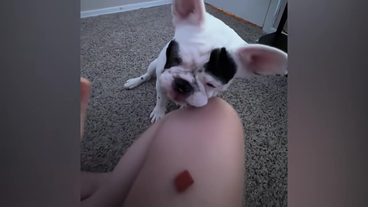 A white French Bulldog with black patches around its eyes looks down at a small red treat placed on a person's knee.