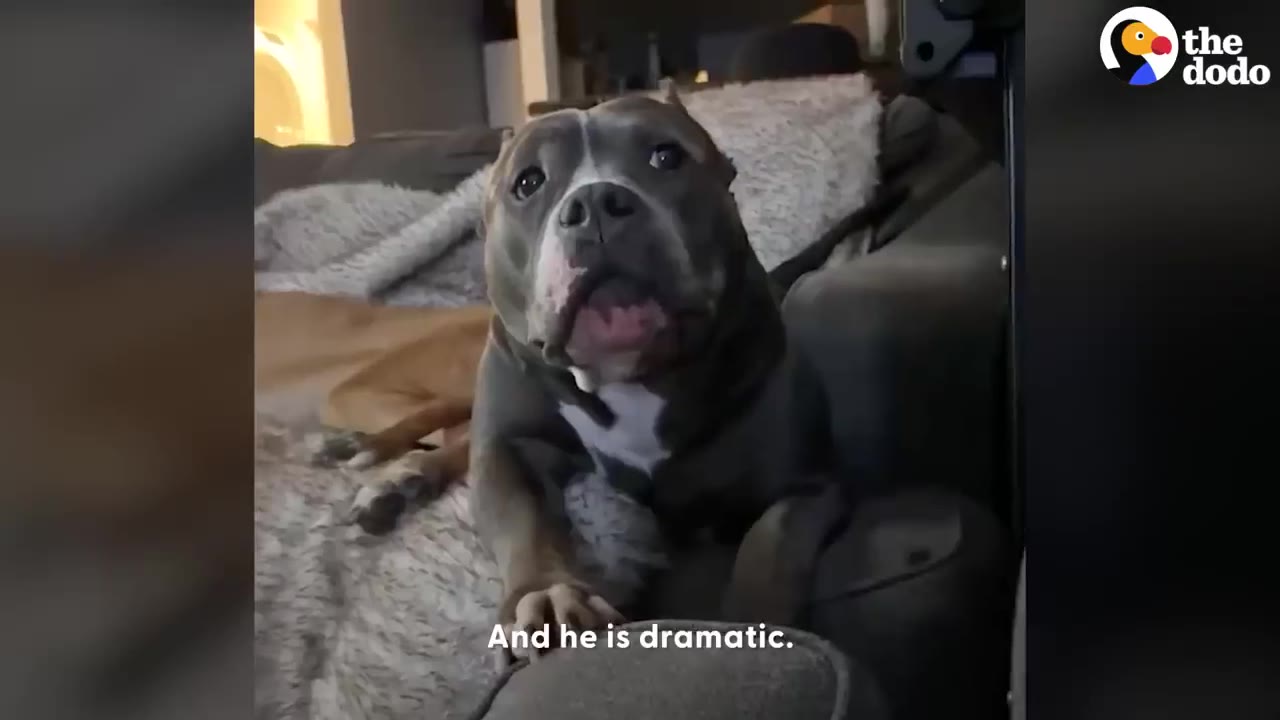 A gray and white pit bull dog sitting on a couch, looking directly at the camera with an open mouth and an expressive, dramatic look.