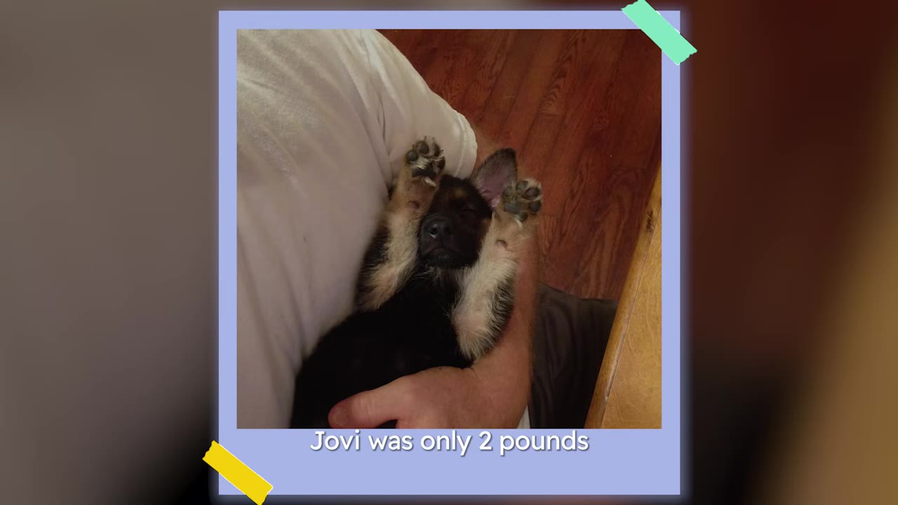 A tiny German Shepherd puppy sleeping on its back while being held in a person's arm.