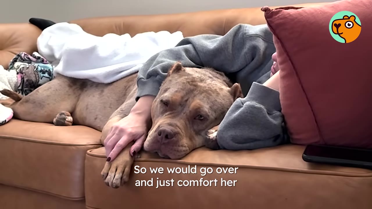 A brown and gray pit bull resting on a leather couch with its head lying beside a person holding its paw.
