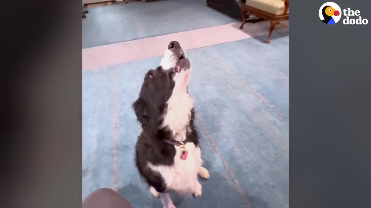 A black and white dog sitting on a blue rug, tilting its head up to howl.