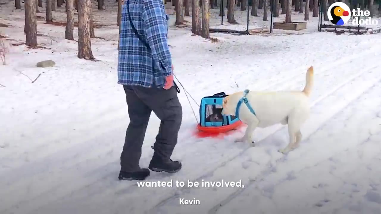 A white dog standing in the snow next to a small sled holding a cat carrier, watching the cat inside.