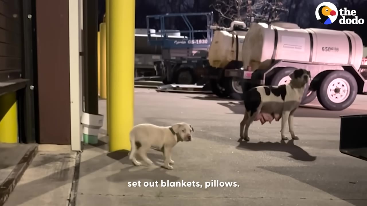 A mother dog and her puppy stand outside on the pavement at night near industrial vehicles.