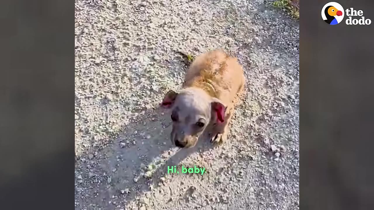 A very small, frail puppy with patchy fur stands on a gravel path, looking up at the camera.