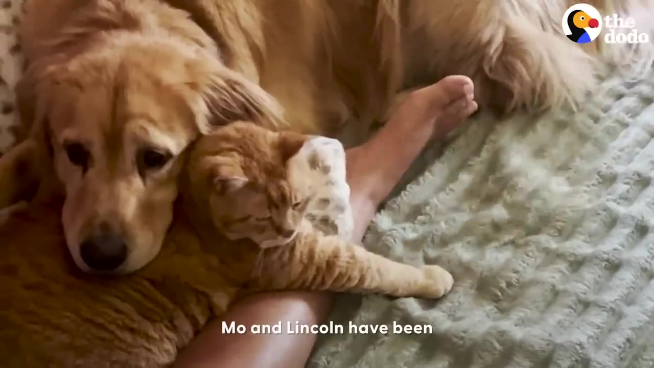 An orange tabby cat and a golden retriever cuddle closely together on a bed next to a person's leg.