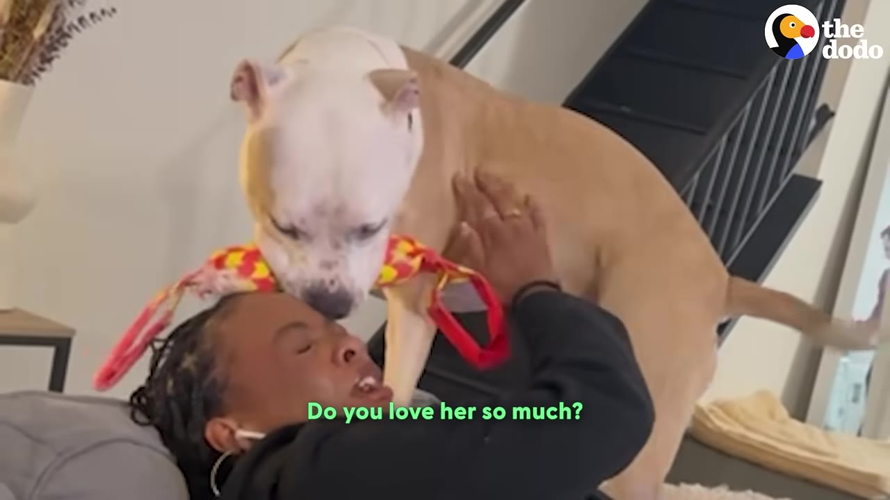 A tan and white pit bull mix holds a colorful toy in its mouth while leaning over a smiling woman who is lying down and petting the dog.