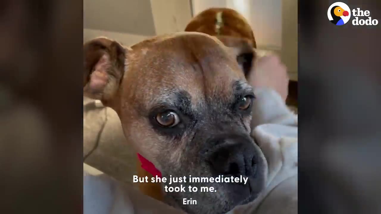 A close-up of a brown dog leaning affectionately against a person wearing a white long-sleeved shirt.