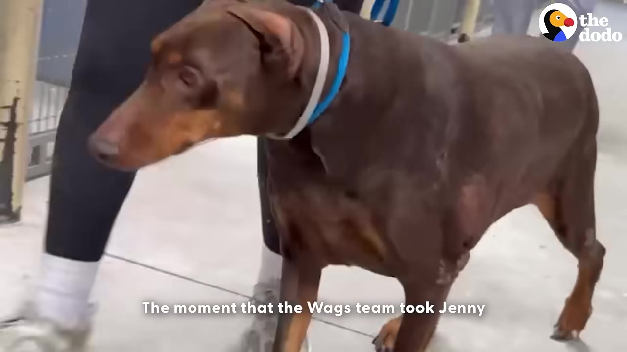 A brown Doberman named Jenny wearing a blue collar is walked on a leash by a rescue team member.