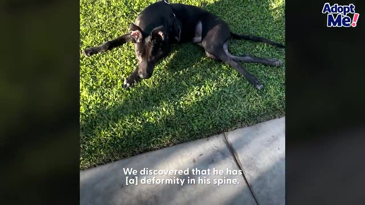A black dog lying down on green grass outdoors near a concrete sidewalk.