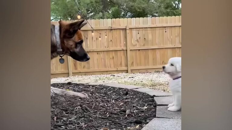 Texas Dog Was Thrilled To Have A New Sibling, But Their Friendship Soon Faced An Unexpected Test