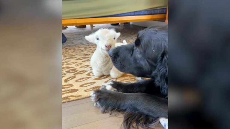 Michigan Lamb Was Supposed To Join The Sheep Outside, But She Had Other Plans Involving The Family Dog
