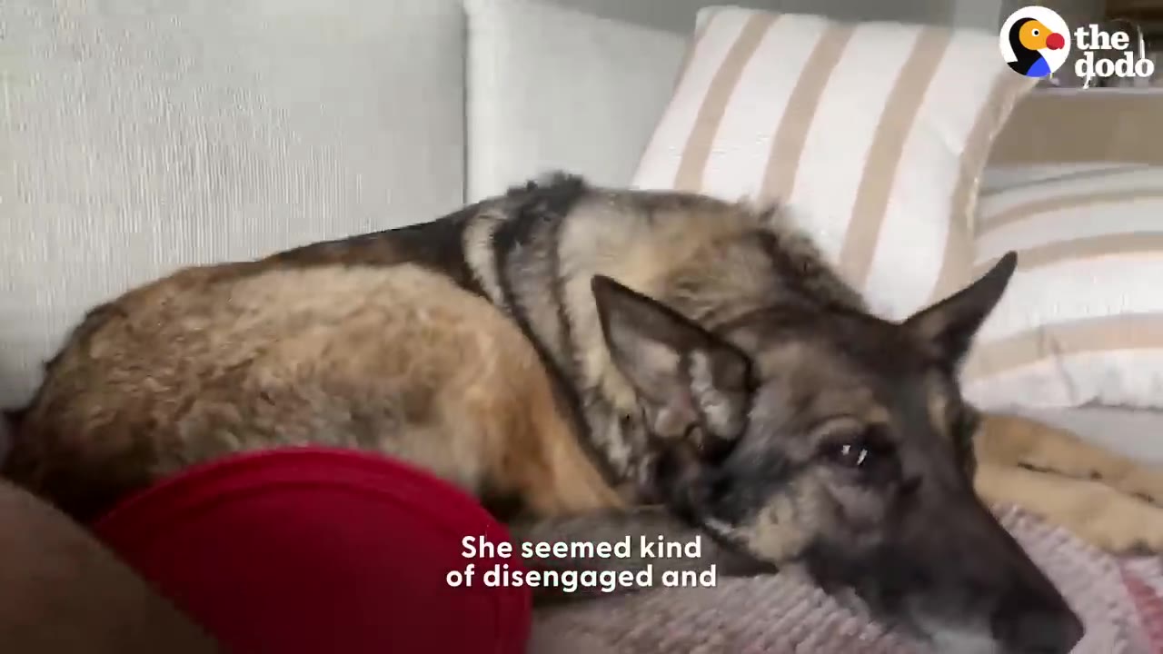 A German Shepherd lies on a couch looking downcast and disengaged.