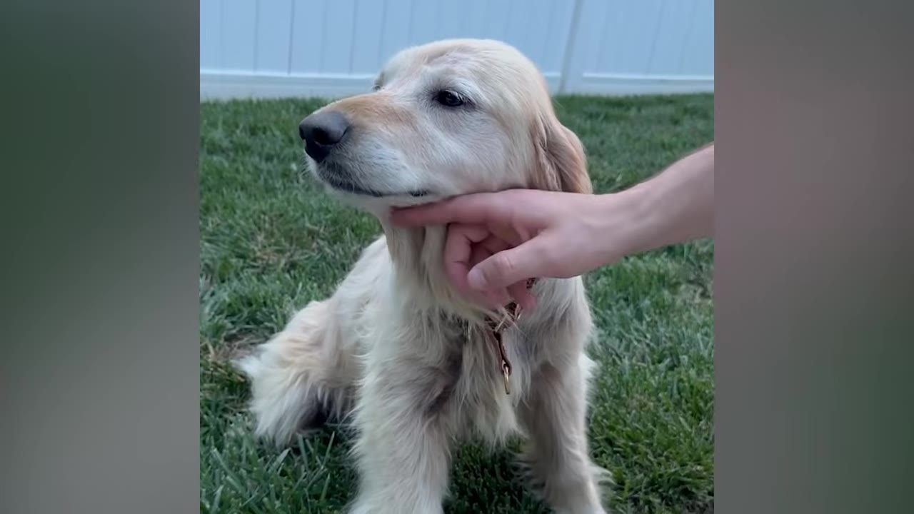 A golden retriever sitting on a grassy lawn while a person's hand gently scratches under its chin.