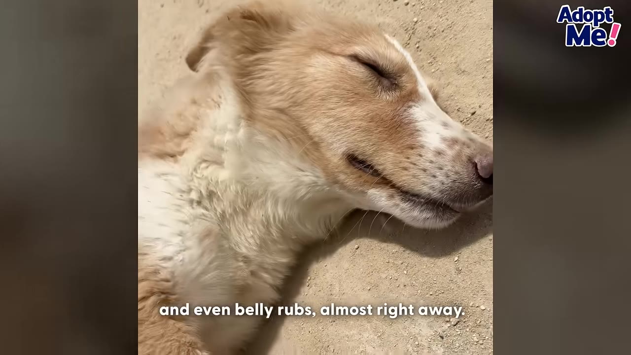 A light brown and white dog lying on its back on the ground with its eyes closed, looking relaxed and content.