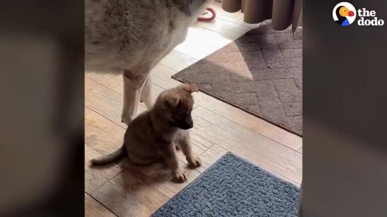 Blind Texas Puppy Was Left Alone In A Busy Park, Unsure Of What Would Happen Next