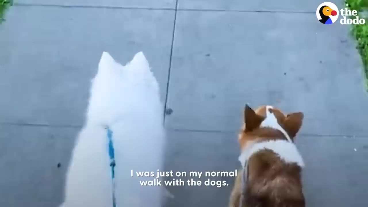 A first-person perspective looking down at a fluffy white dog and a brown and white dog being walked on leashes along a concrete sidewalk.