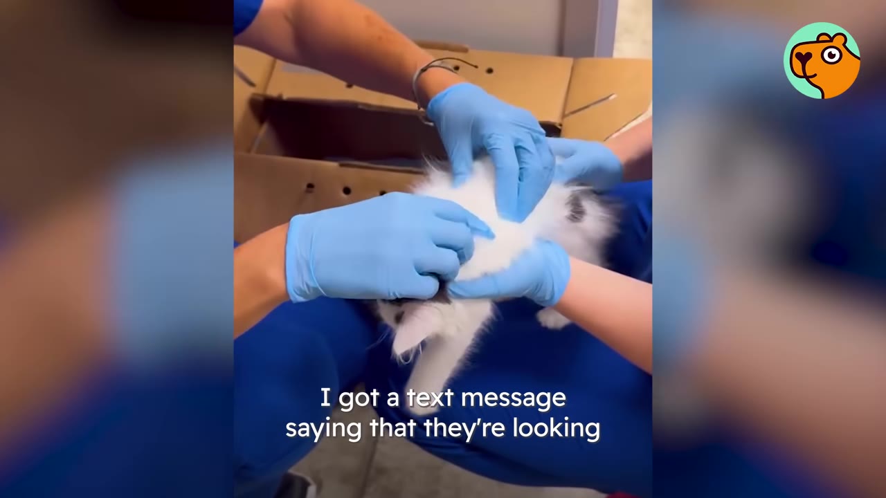 Gloved hands carefully examining a small white and grey kitten near a cardboard box.