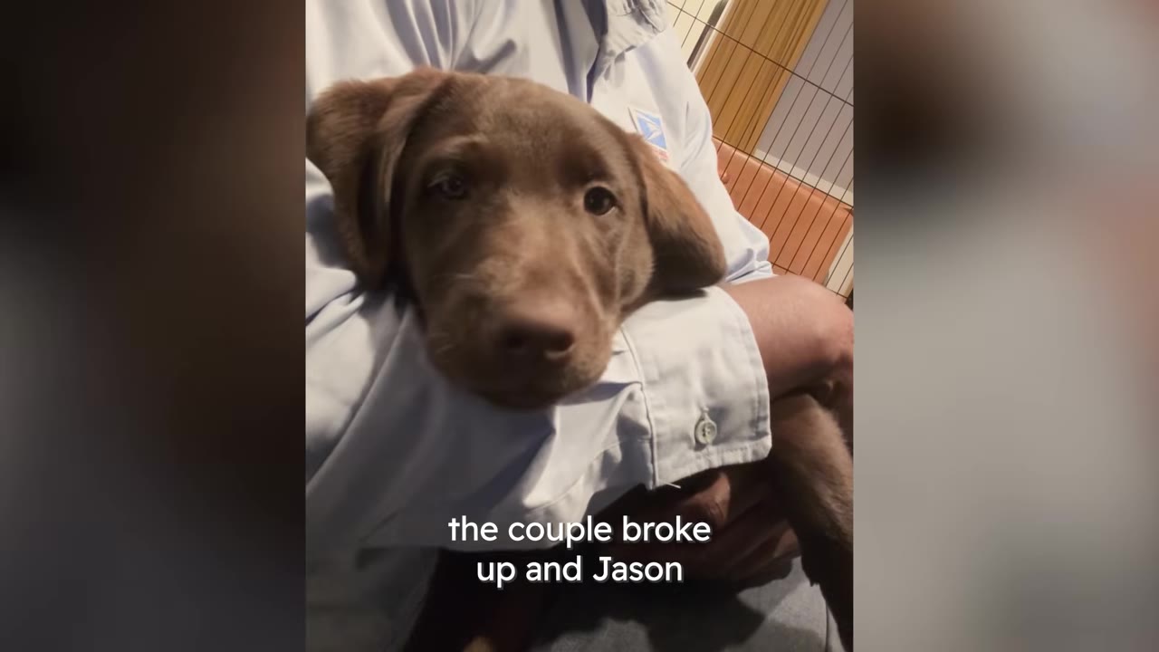 A close-up shot of a brown Labrador puppy being held in the arms of a person wearing a light blue button-up shirt.