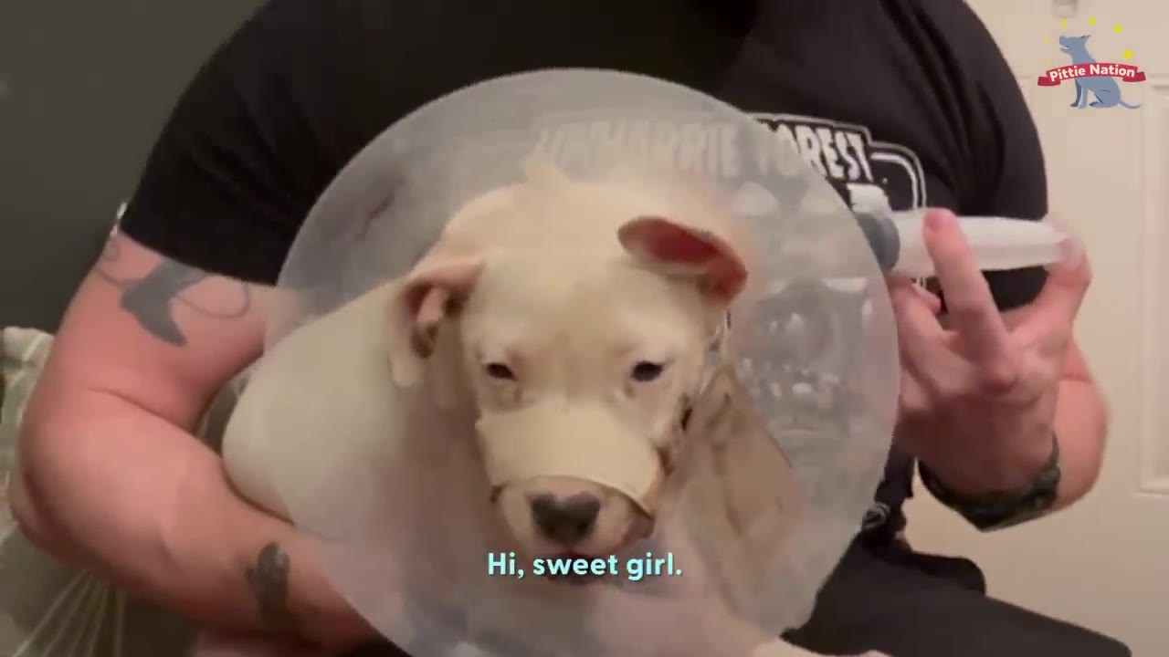 A person holding a small white puppy wearing a plastic medical cone collar and snout bandage while preparing a feeding syringe.