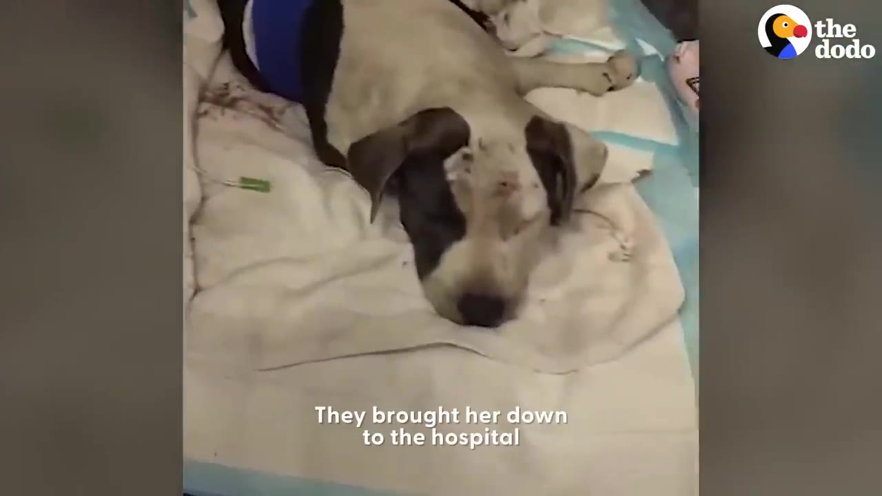 An injured black and white dog lying down on a padded surface in a veterinary clinic.