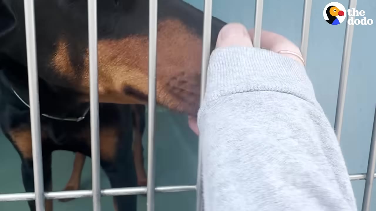 A person's hand in a grey sleeve reaches through the metal bars of a kennel to gently touch the snout of a black and tan Doberman.