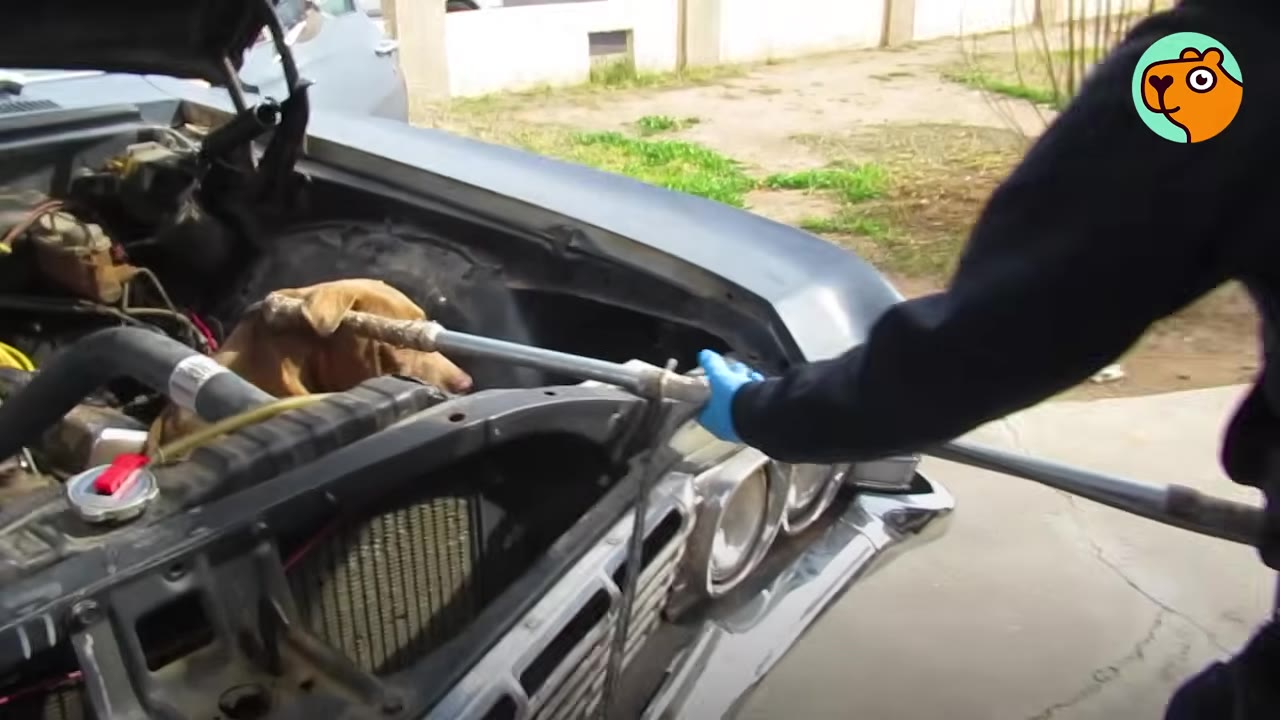A rescuer in blue gloves uses a catch pole to secure a brown dog wedged inside the engine compartment of a car.