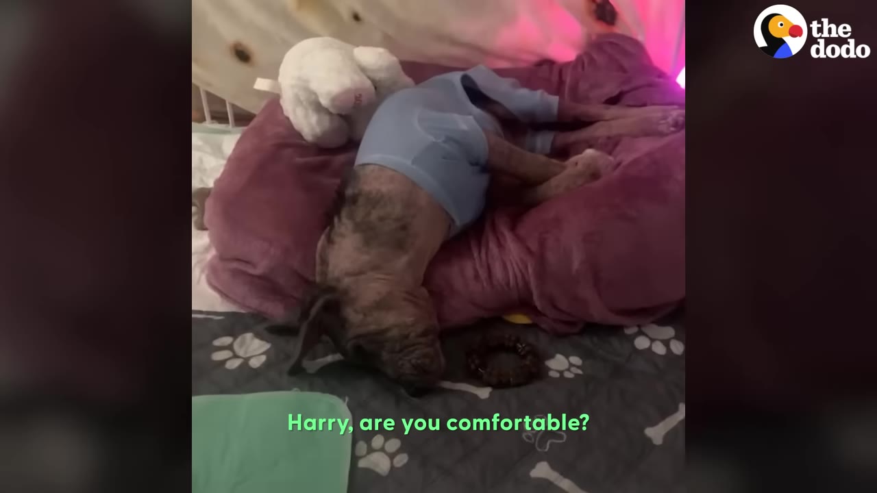 A small, hairless puppy wearing blue pajamas lies limply on a pink dog bed next to a white stuffed animal.