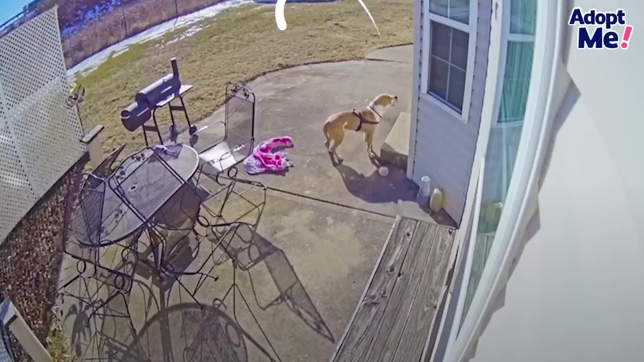 A light brown dog wearing a harness stands on a concrete patio next to a house, looking up toward a window as if crying or begging.