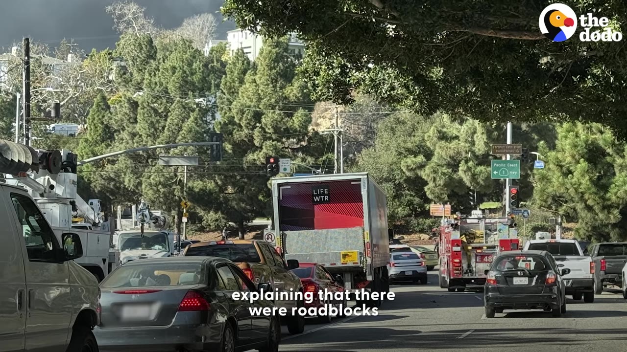 A line of traffic backed up on a street surrounded by trees and vehicles, including a fire engine and delivery truck.