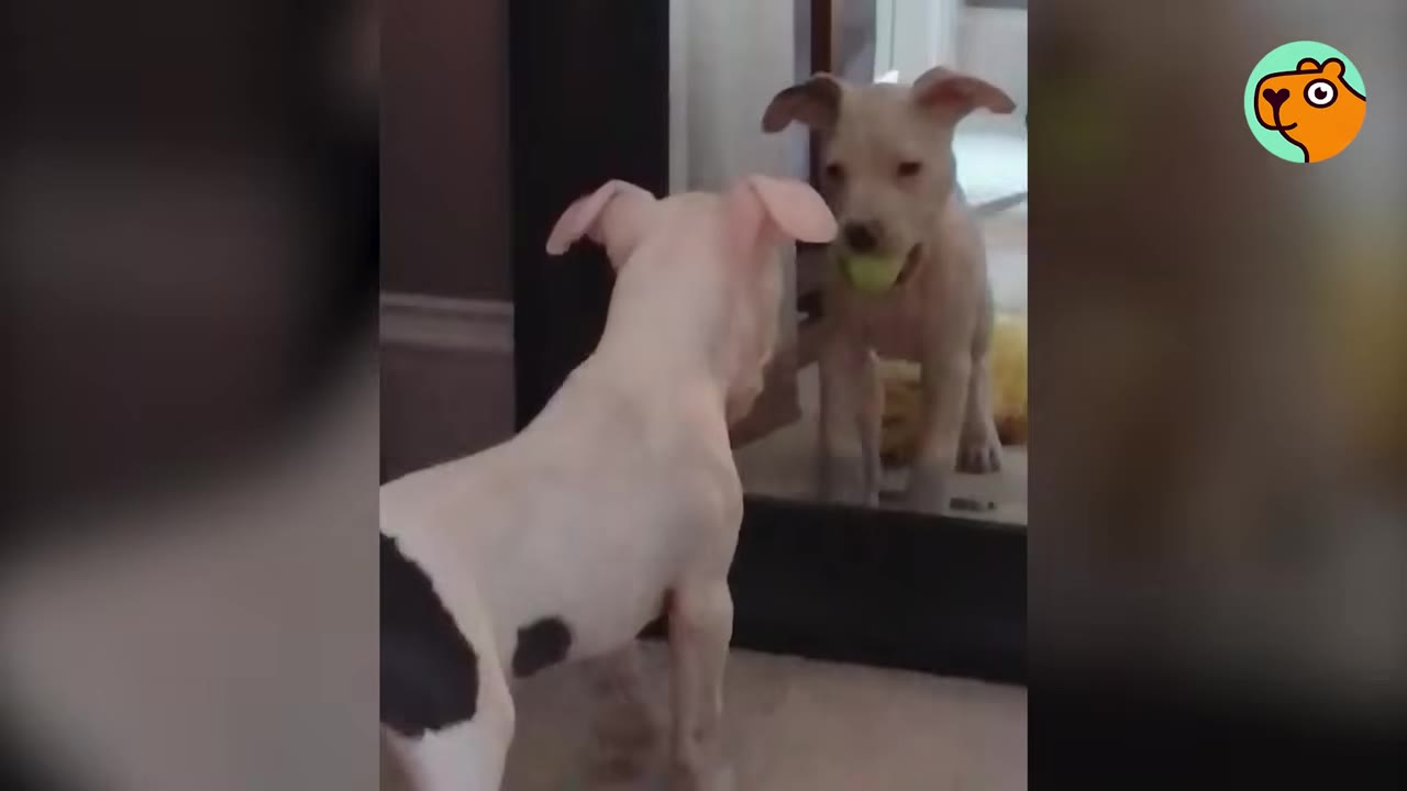 A small white puppy with dark patches stands facing a full-length mirror while holding a yellow tennis ball in its mouth.