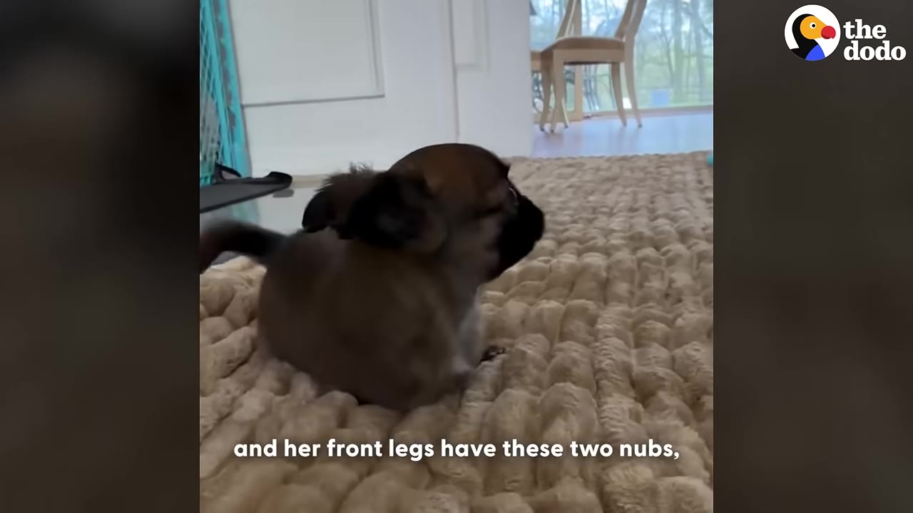 A small brown puppy with short ears sits on a textured beige rug, showing her chest area where her front legs are missing, leaving only small nubs.