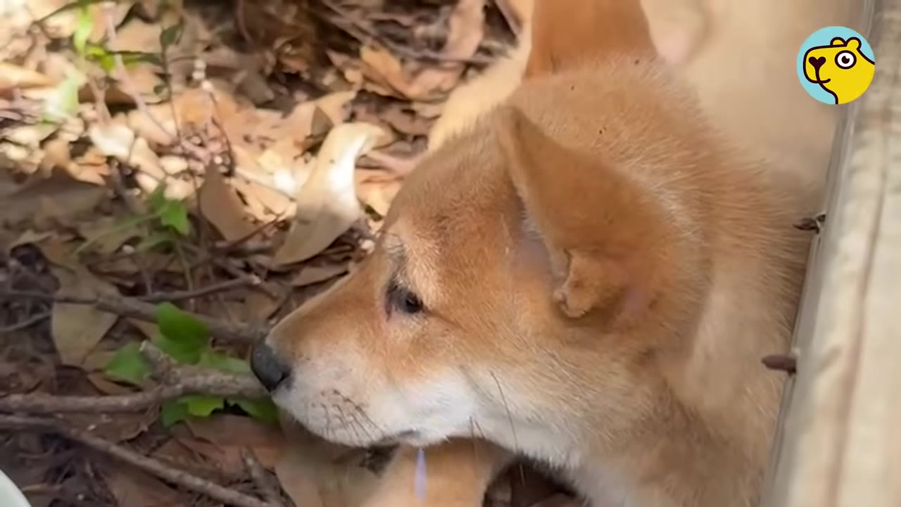 Close-up profile of a small light brown puppy lying down outdoors on ground covered in dry leaves.
