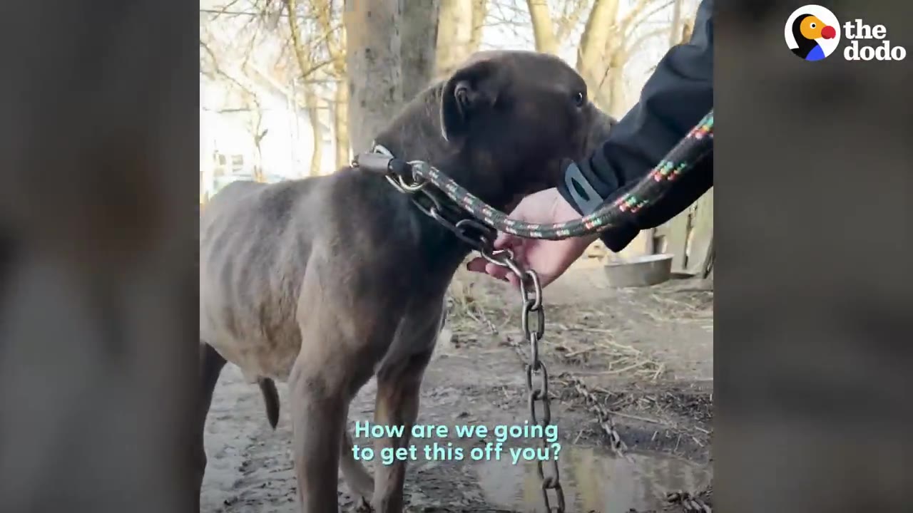A thin gray dog standing outside with a heavy metal chain collar attached to its neck as a person reaches out to handle it.