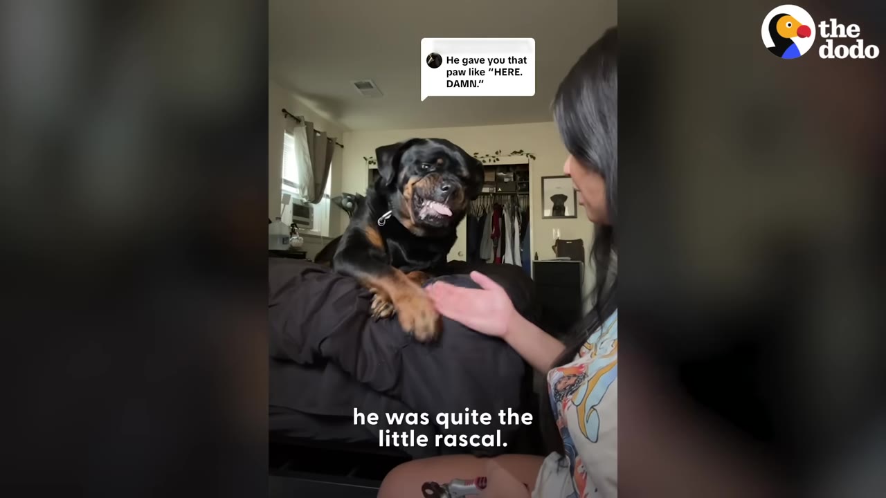 A Rottweiler sitting on a bed making a silly, playful face while putting its paw out toward a woman sitting beside the bed.