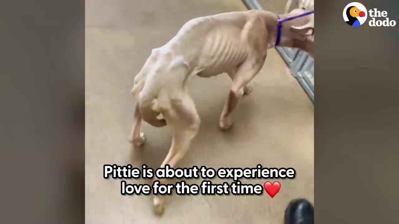 An extremely emaciated light-colored dog with its ribs and spine clearly visible stands on a concrete floor.