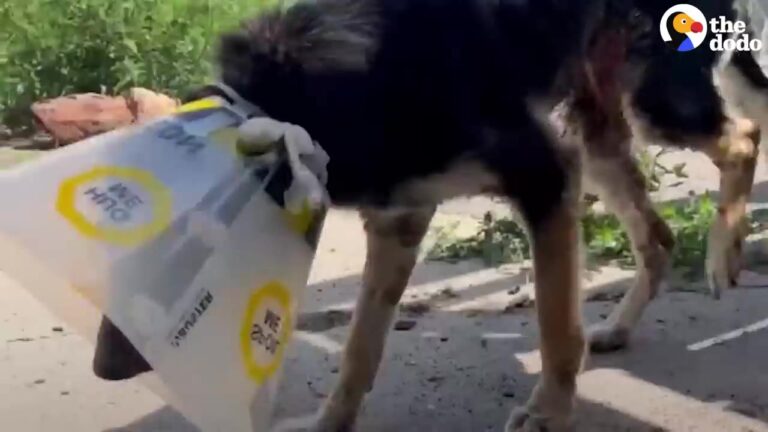Georgia Dog Struggles To Walk Despite Daily Exercises, Until One Diagnosis Explains Her Condition