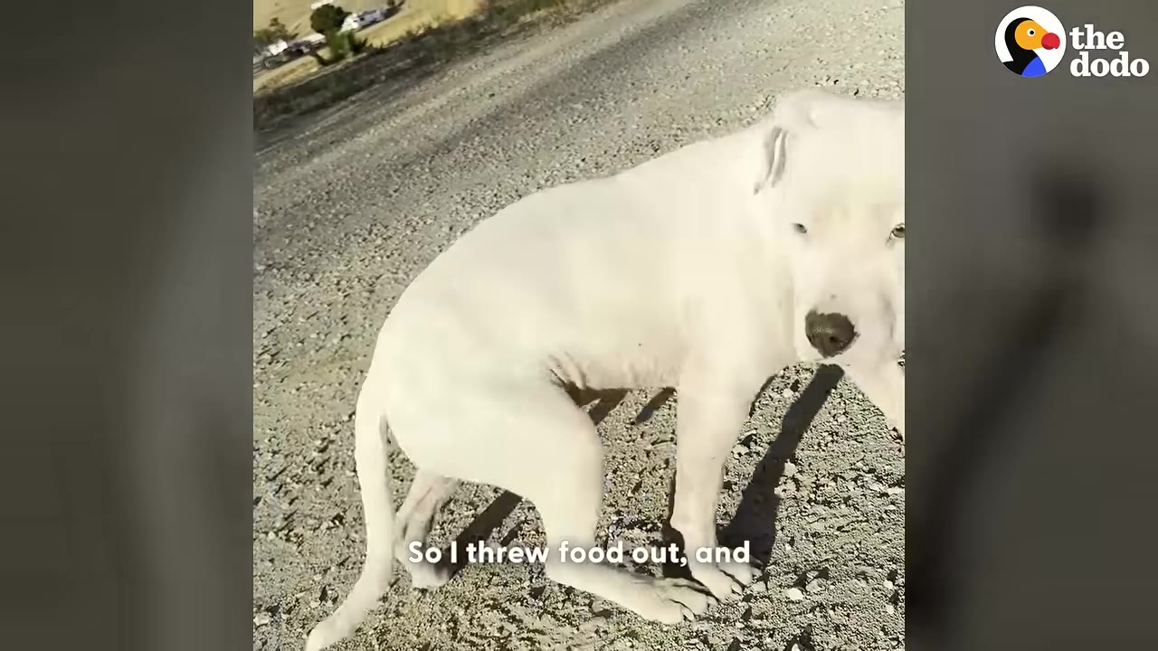 A white dog with its tail tucked tightly between its legs stands on a gravel path, looking cautiously towards the camera.