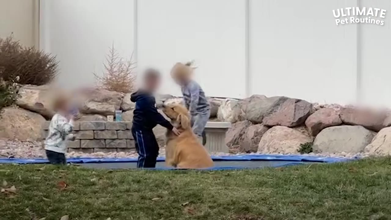 A golden retriever sits on a ground-level trampoline surrounded by young children playing outdoors in a backyard.
