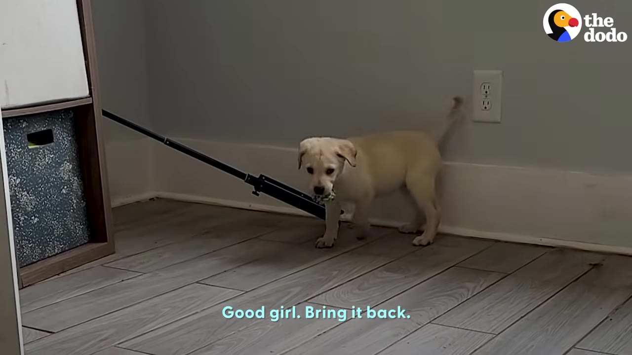 A small light-yellow puppy standing on a wood-look floor holding a small toy in its mouth.